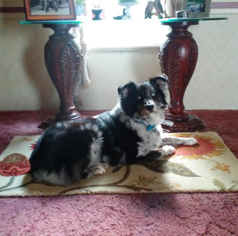 Meet your Posher, Debbie